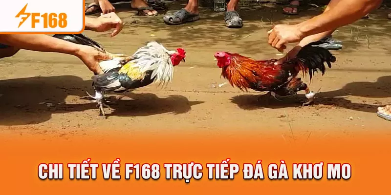 Chi tiết về F168 trực tiếp đá gà Khơ Mo
