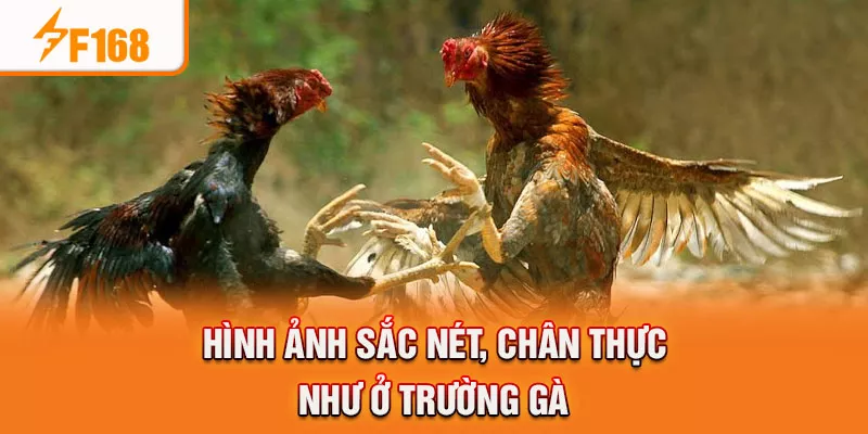 Trải nghiệm đá gà Khơ Mo tại nhà sắc nét