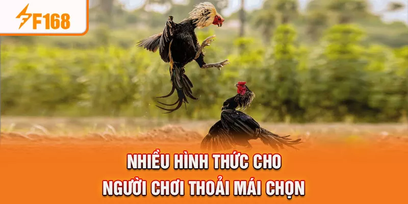 Đa dạng sản phẩm gà Khơ Mo tại F168