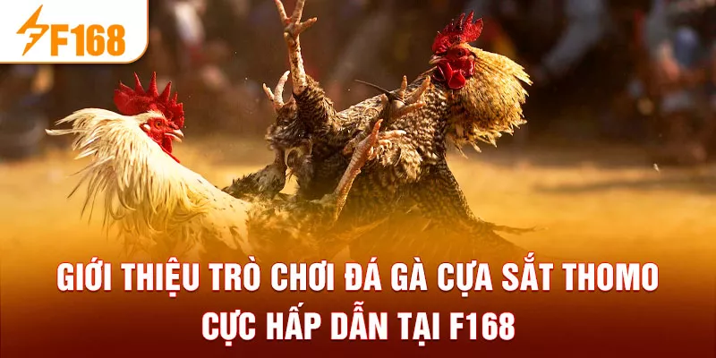 Giới thiệu trò chơi đá gà cựa sắt Thomo cực hấp dẫn tại F168