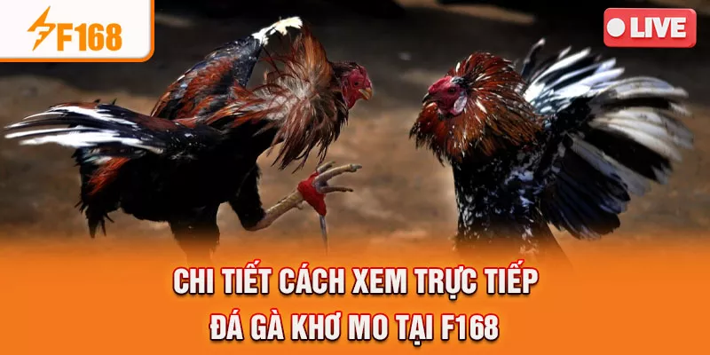 Các bước trải nghiệm trực tiếp gà Khơ Mo F168