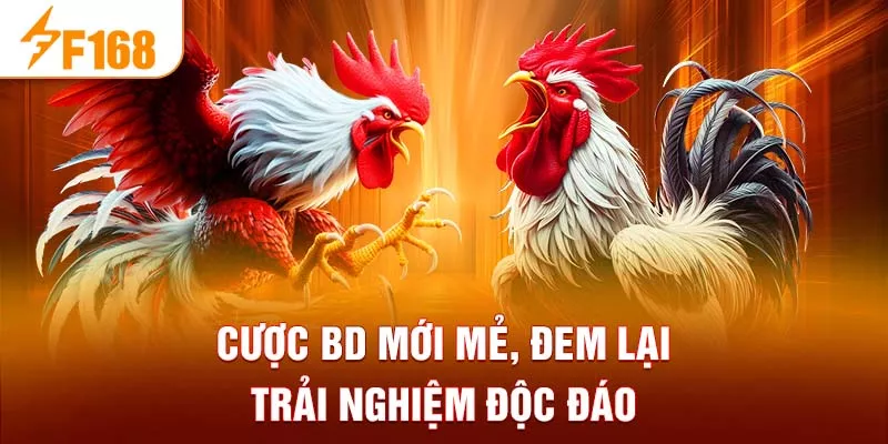 Cược BD mới mẻ, đem lại trải nghiệm độc đáo